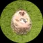 スズキのプロフィール画像