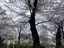 🌸sakura🌸のプロフィール画像