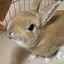 ゆらのプロフィール画像