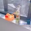 はるのプロフィール画像