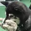 ミユピンのプロフィール画像