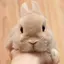 もものプロフィール画像
