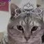 NOAH(=^ェ^=)♪のプロフィール画像