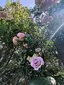 maのプロフィール画像
