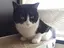 ねこみのプロフィール画像