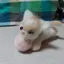 ねこのプロフィール画像