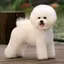 ビションのプロフィール画像