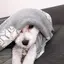 IKのプロフィール画像
