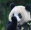 ツナ缶のプロフィール画像