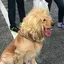ワンのプロフィール画像