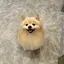ひまわりのプロフィール画像