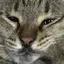 あんちゃんのプロフィール画像