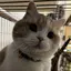 chiiのプロフィール画像