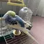 いぶのプロフィール画像