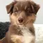 🐶のプロフィール画像