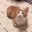 涼のプロフィール画像