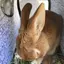 じゅんこのプロフィール画像