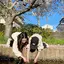 テイのプロフィール画像