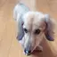 みたらし団子のプロフィール画像