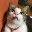 おきくのプロフィール画像