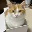 サリのプロフィール画像