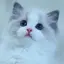 みかんのプロフィール画像