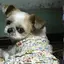 モカのプロフィール画像