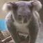パピコのプロフィール画像