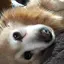 さとうゆいのプロフィール画像