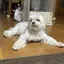 トシベーのプロフィール画像