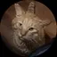 miwaのプロフィール画像