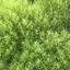 Musicのプロフィール画像