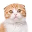 よっしーのプロフィール画像