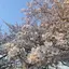 Kのプロフィール画像