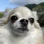 shoのプロフィール画像