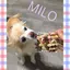 MILOのプロフィール画像