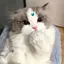ましろのプロフィール画像
