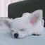 きなこのプロフィール画像