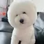 アカネのプロフィール画像