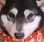 ななみのプロフィール画像