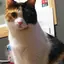 MEGUVSのプロフィール画像