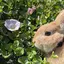 りまのプロフィール画像