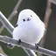 かえのプロフィール画像