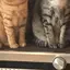 ねこ好きのプロフィール画像