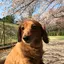 さやかのプロフィール画像