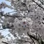 心春のプロフィール画像