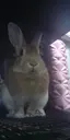 うさぎのプロフィール画像