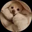 めいのプロフィール画像