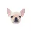 shioのプロフィール画像