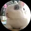 ゆずレモンのプロフィール画像